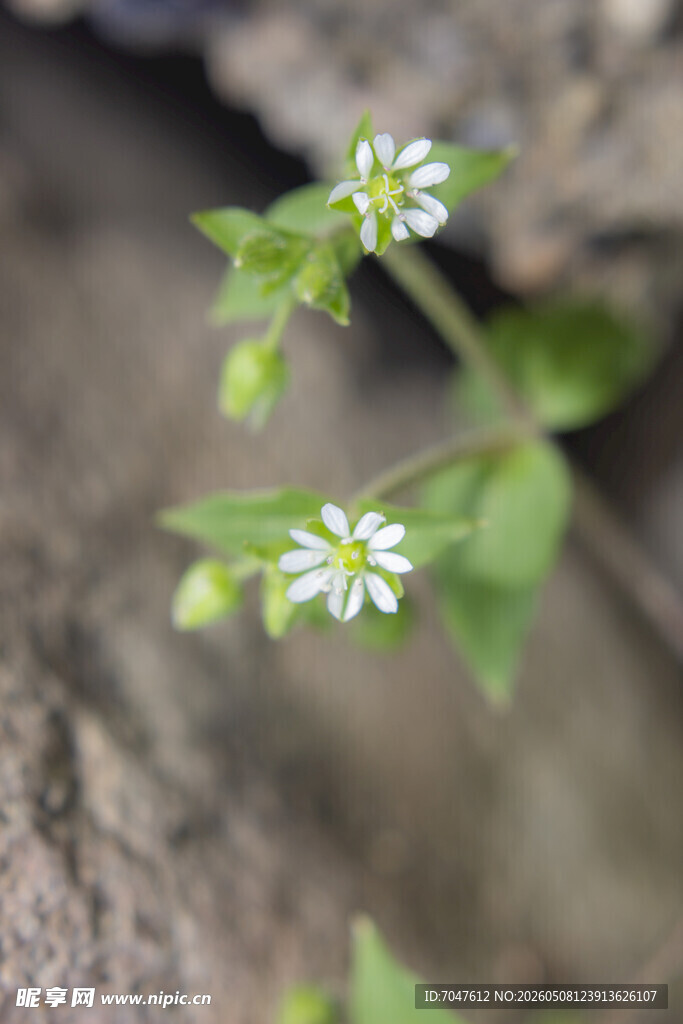 鹅肠菜小白花 