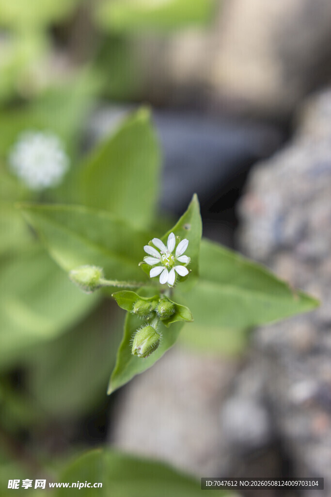 鹅肠菜