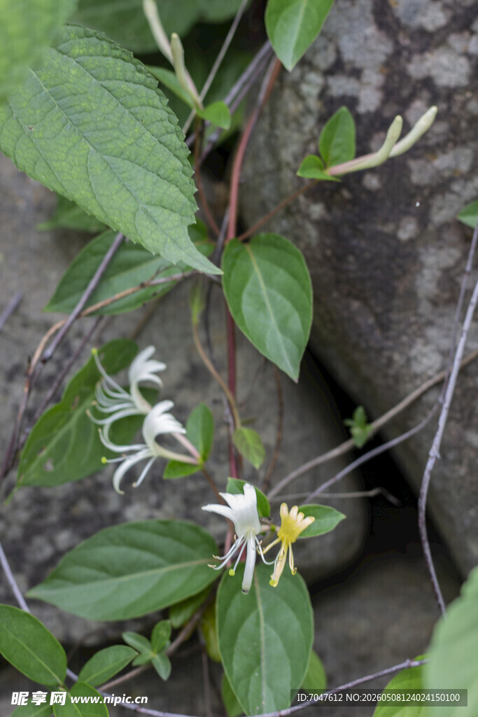 野生金银花特写