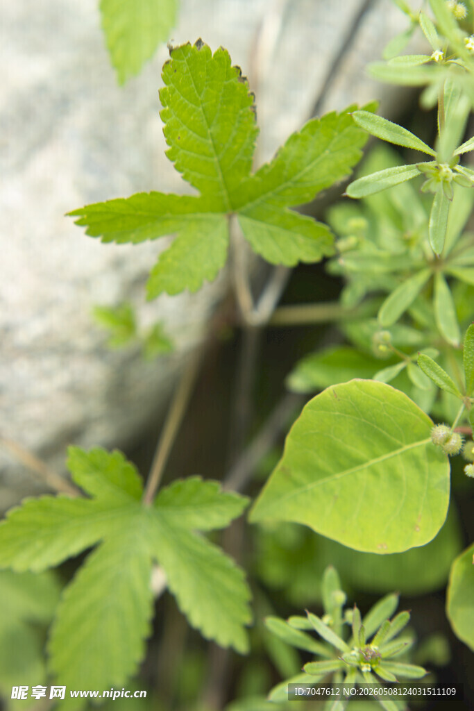 葎草绿植物特写