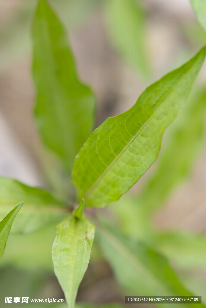 辣蓼嫩绿植物特写