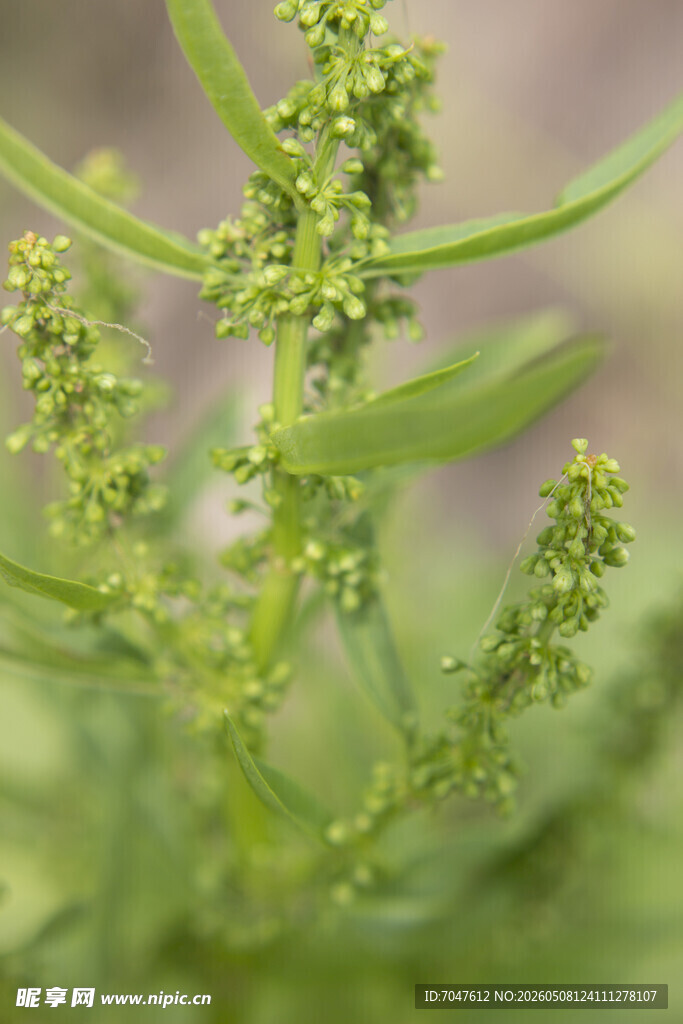 羊蹄绿色植物特写