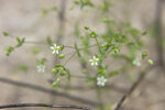 无心菜清新小白花植物特写