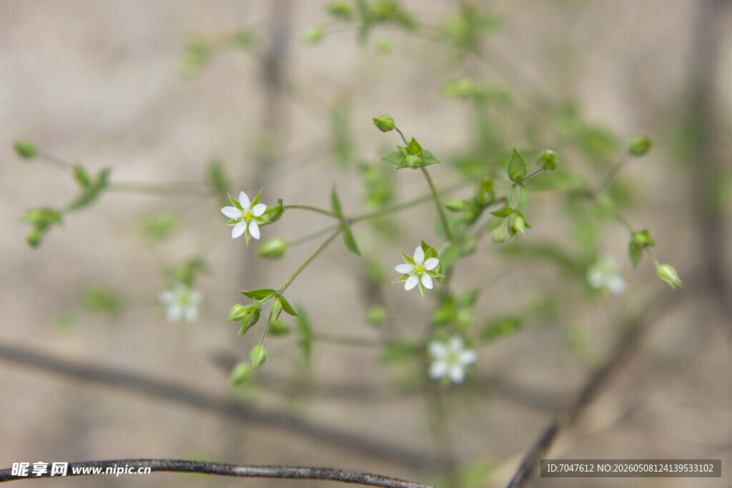 无心菜清新小白花植物特写