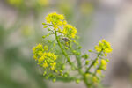风花菜
