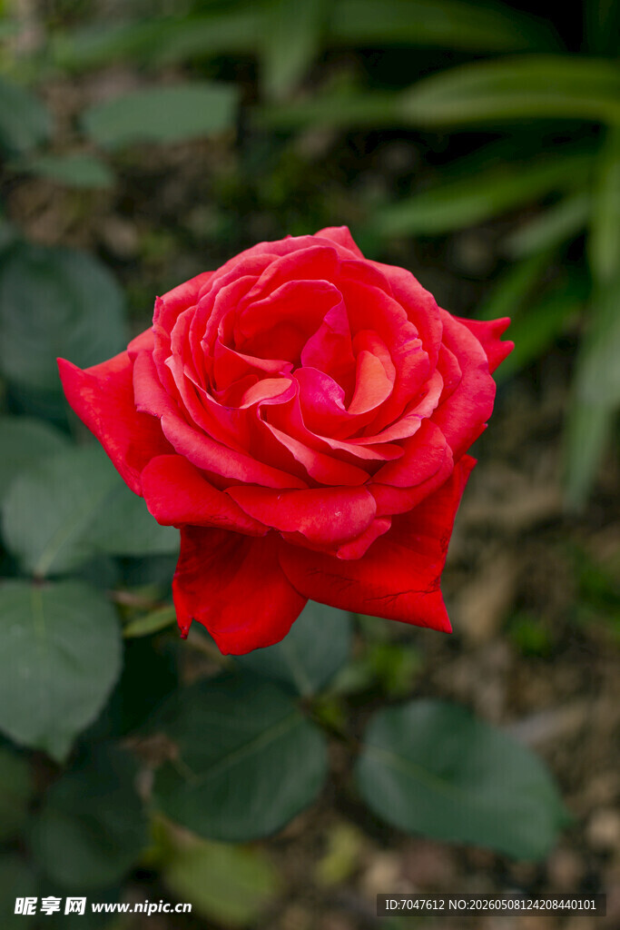 月季花