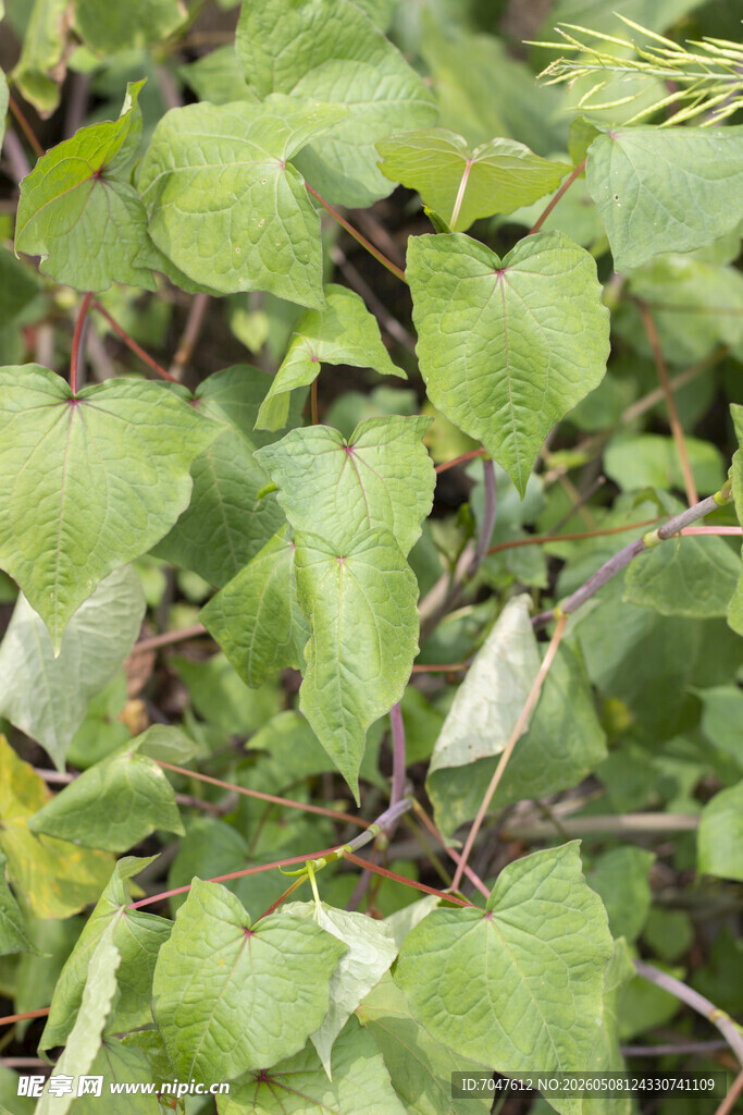 金荞麦