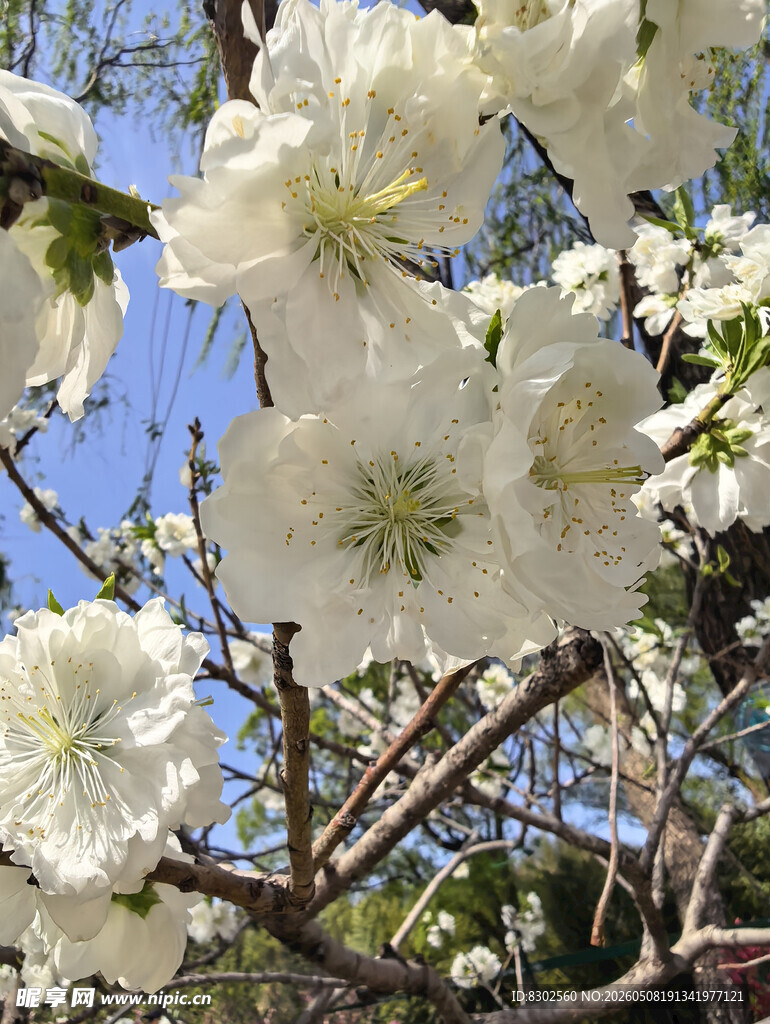 枝头绽放的洁白 繁花 重瓣桃花