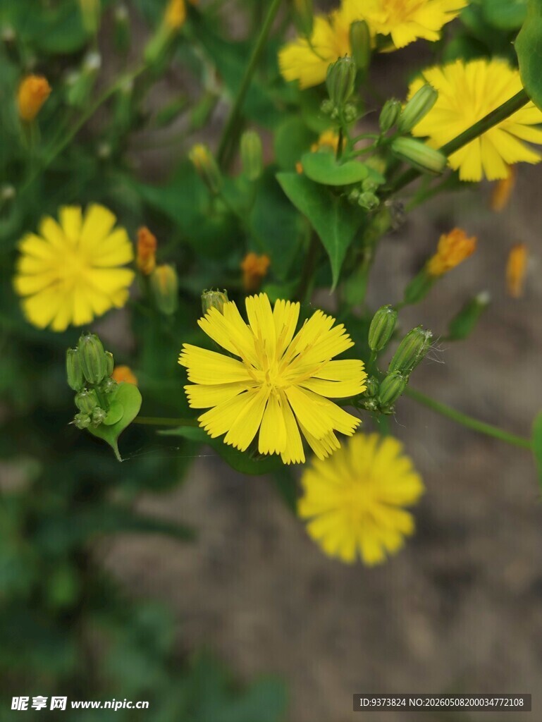 小黄花