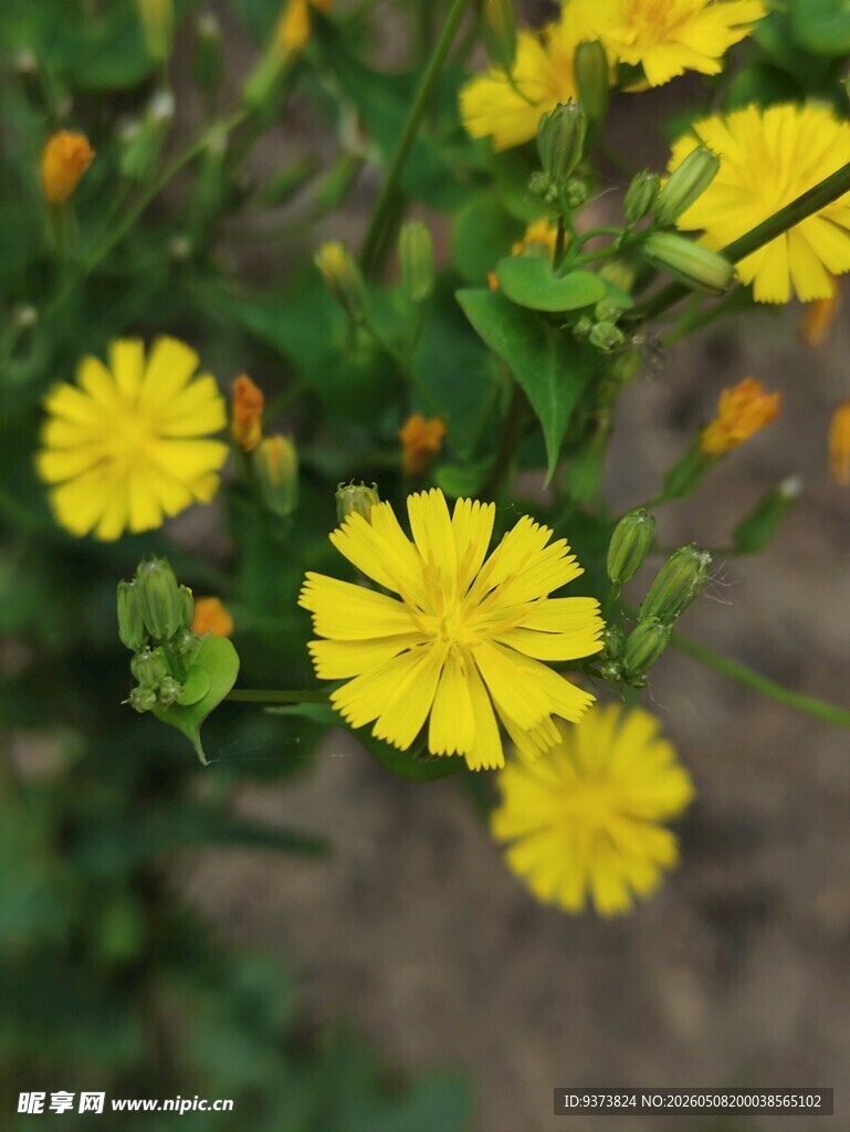 小黄花