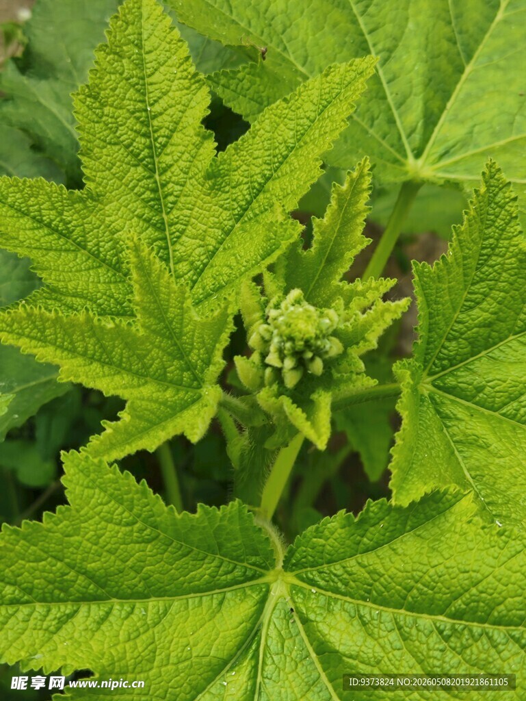 翠绿繁茂的植物叶片