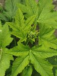 翠绿繁茂的植物叶片