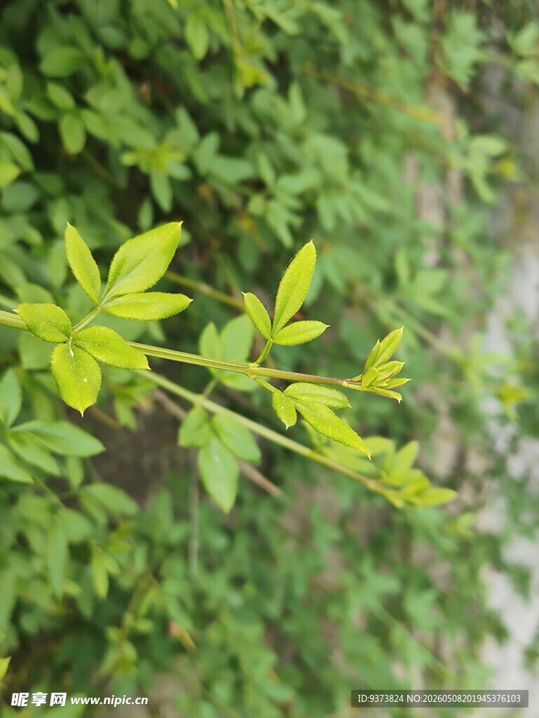 嫩绿枝叶特写
