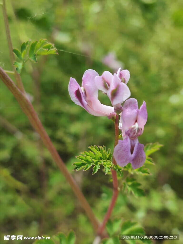 紫堇花