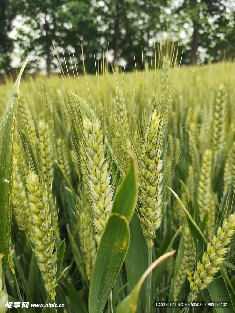 麦田 麦子 麦地 