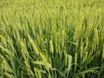 麦田