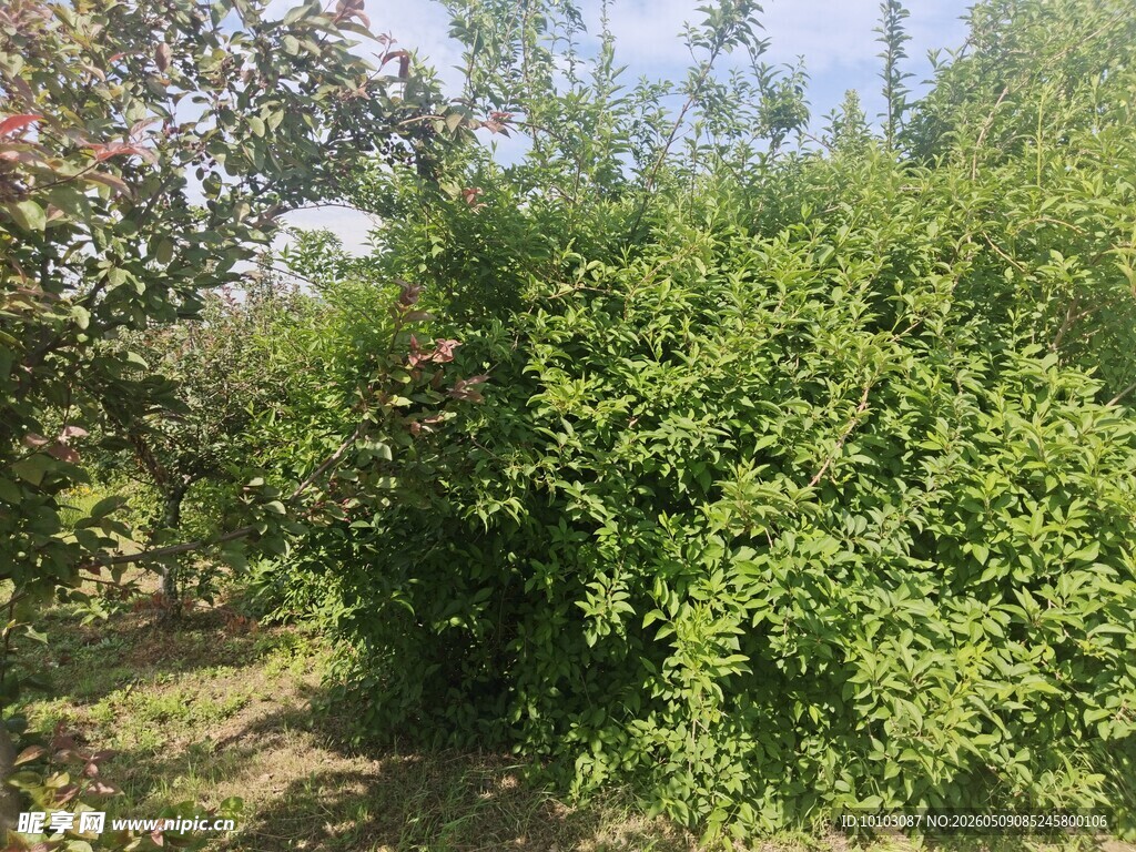 绿意盎然的户外灌木丛