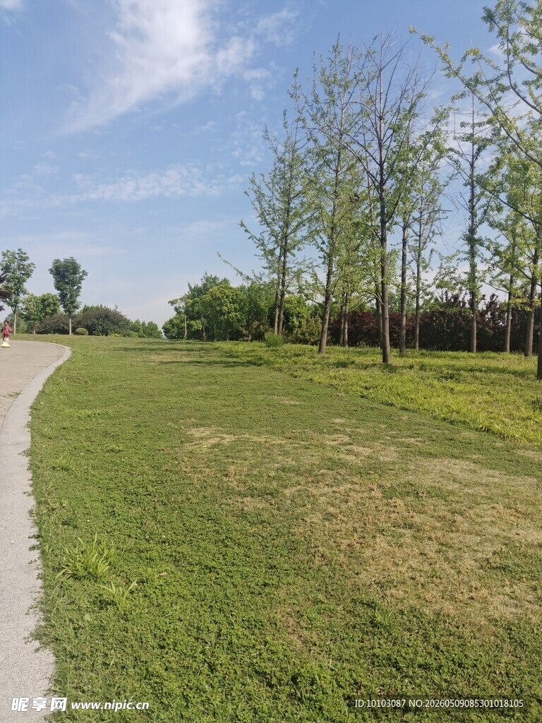 户外草地与树木风景