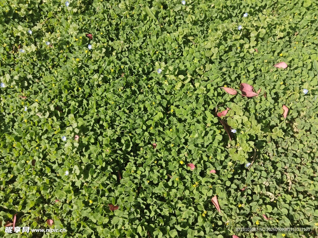 翠绿草地 点缀零星红叶