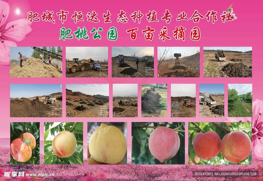 多样桃子果园景象展示