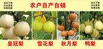 皇冠梨展板  水果展板
