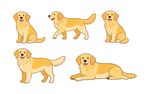 金毛犬图集