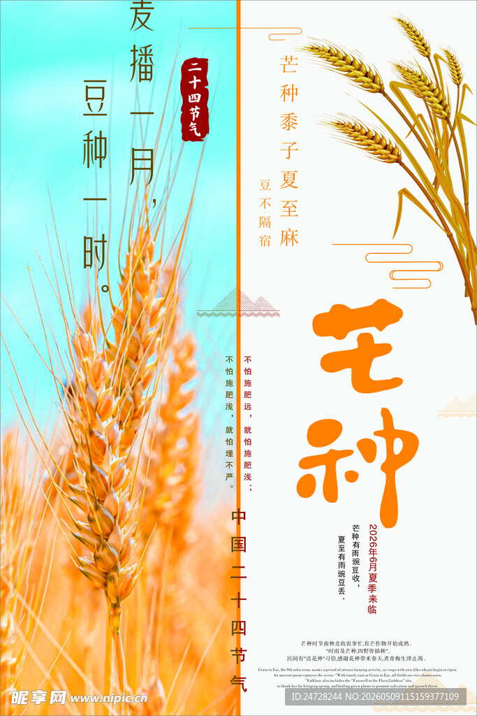 芒种时节  麦穗金黄