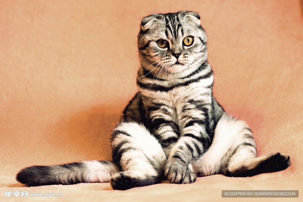 坐姿可爱的条纹猫咪