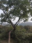 冠嶂古道