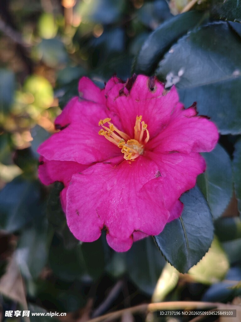 山茶花