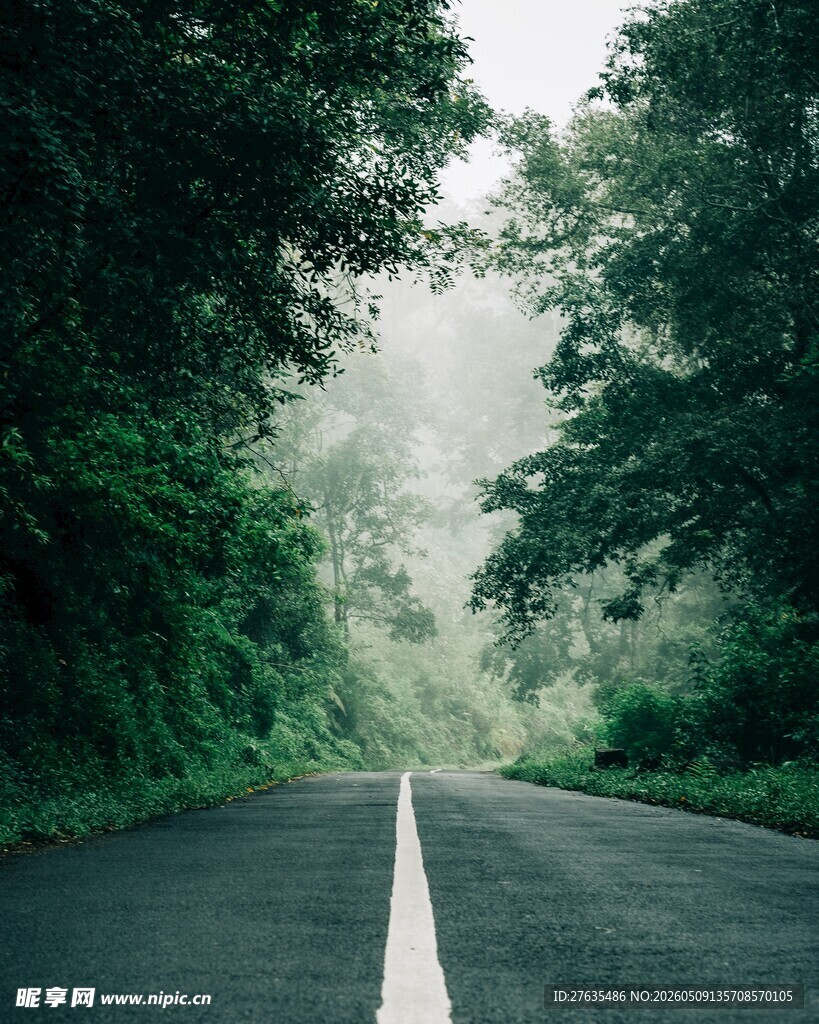 林间雾中静谧公路