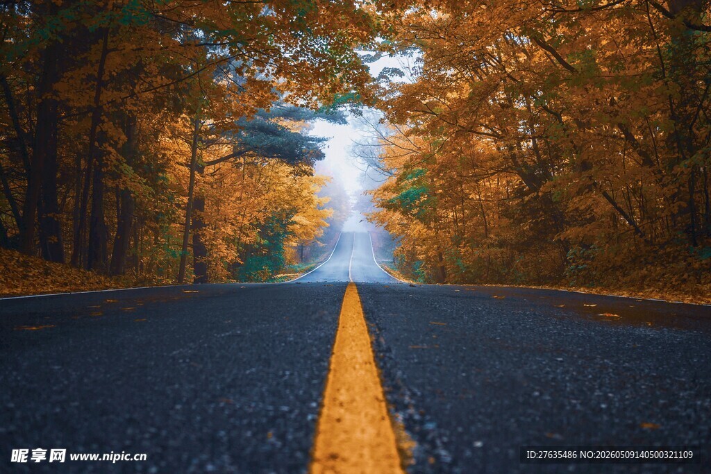 秋日林间公路
