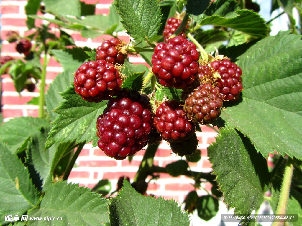 成熟树莓挂于绿叶间