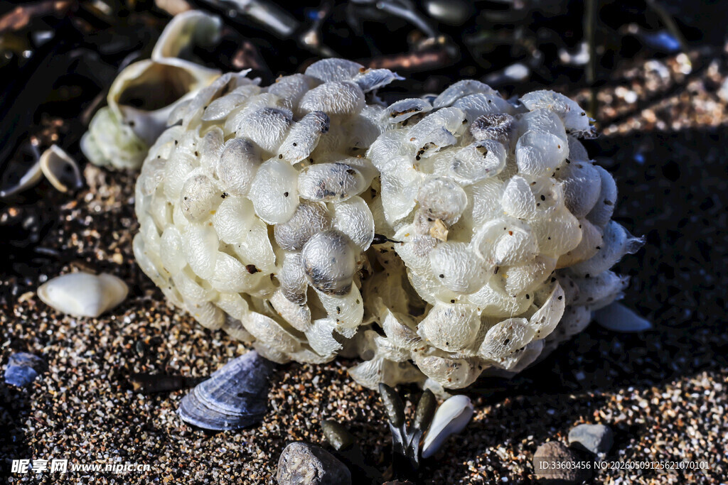 海边奇特的白色海生生物
