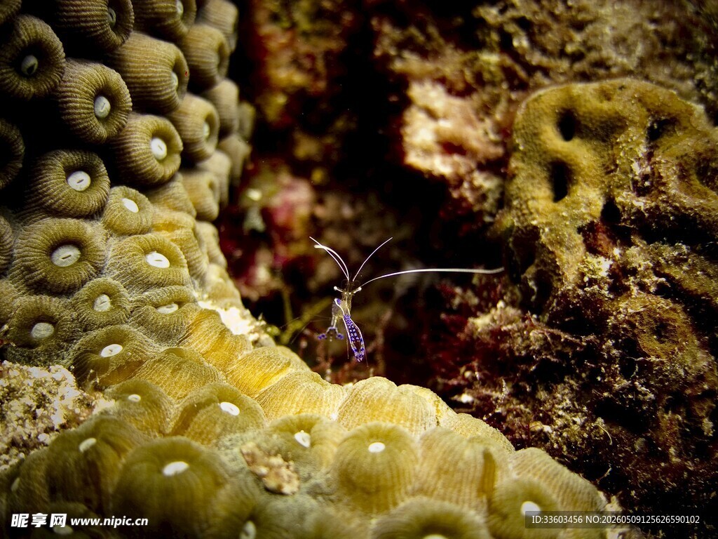 海底珊瑚中的小虾