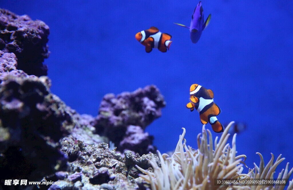 海底世界中的可爱小丑鱼