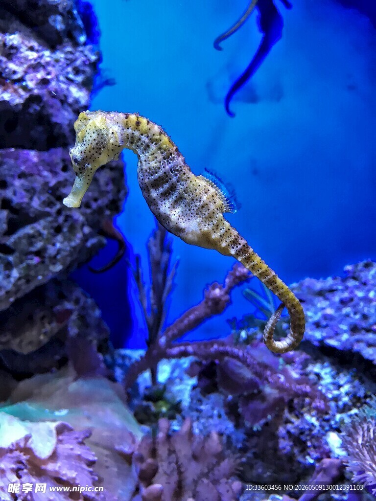 水族馆中的优雅海马