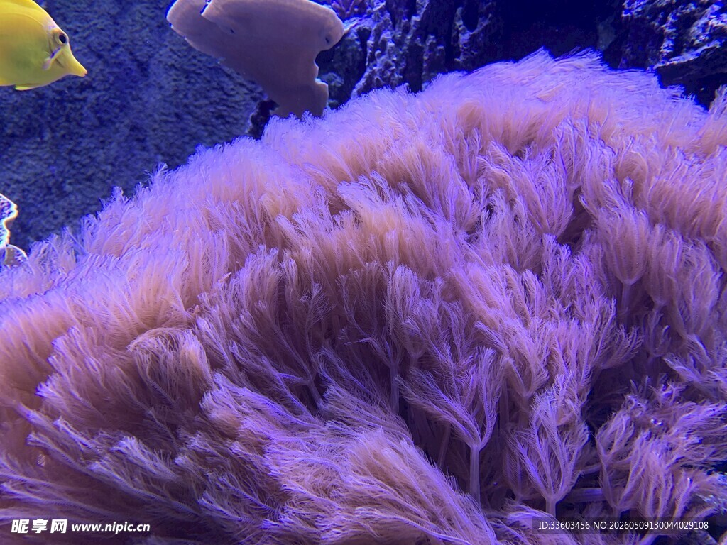 紫色海葵特写