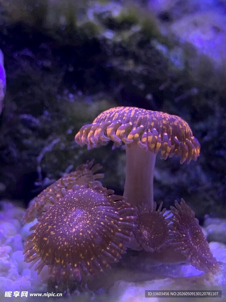 海底珊瑚