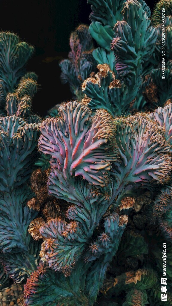 海底珊瑚