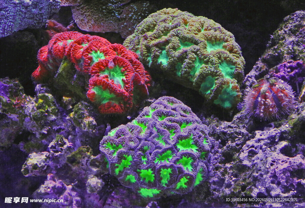 多彩珊瑚绽放海底世界
