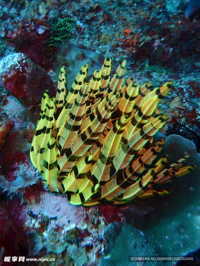 黄色海葵绽放海底世界