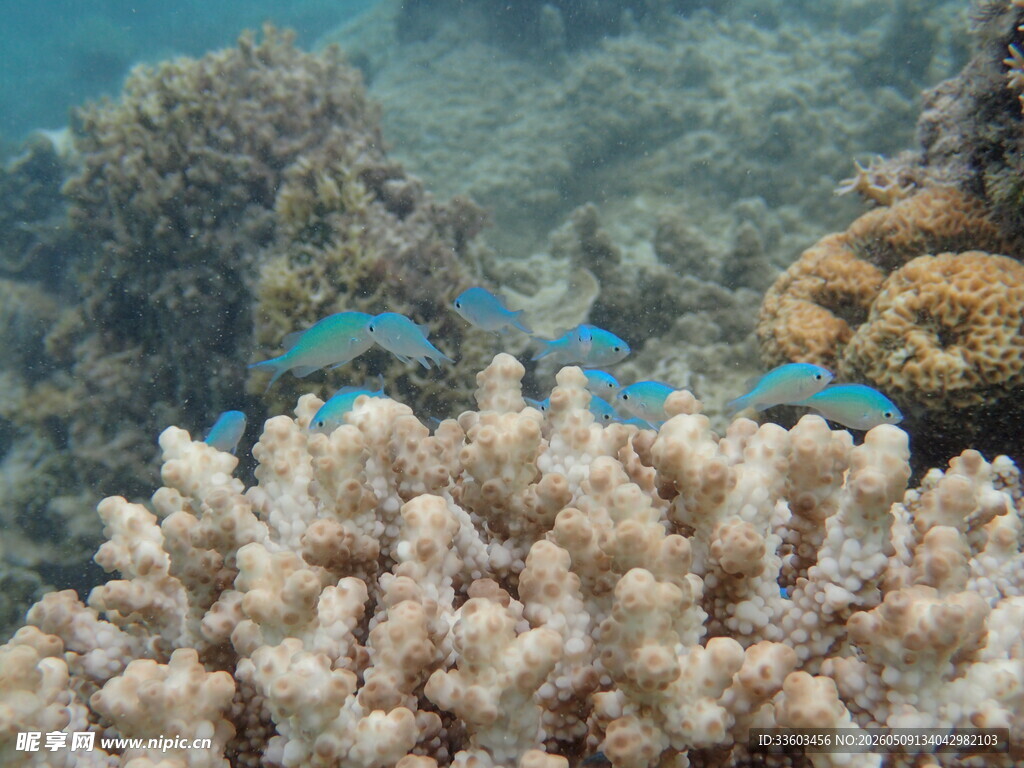 海底珊瑚与灵动小鱼