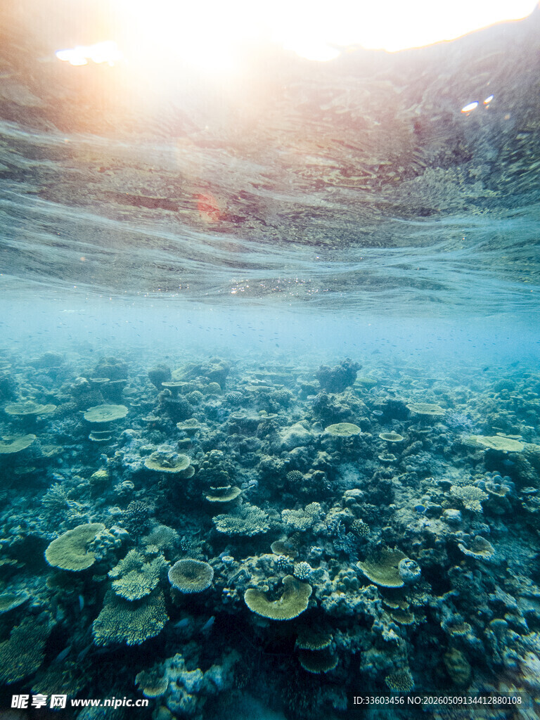 海底珊瑚美景