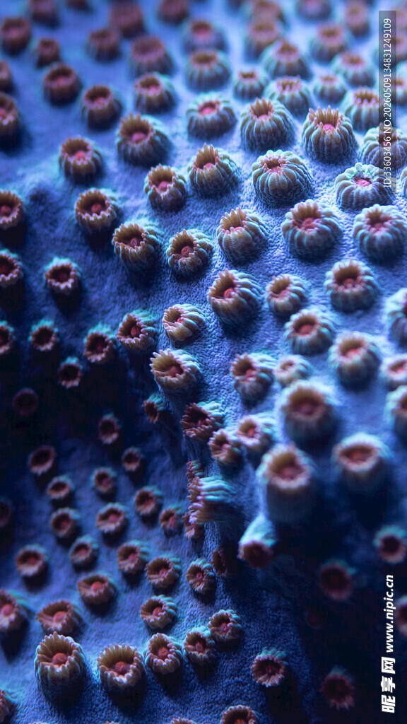海底蓝色珊瑚