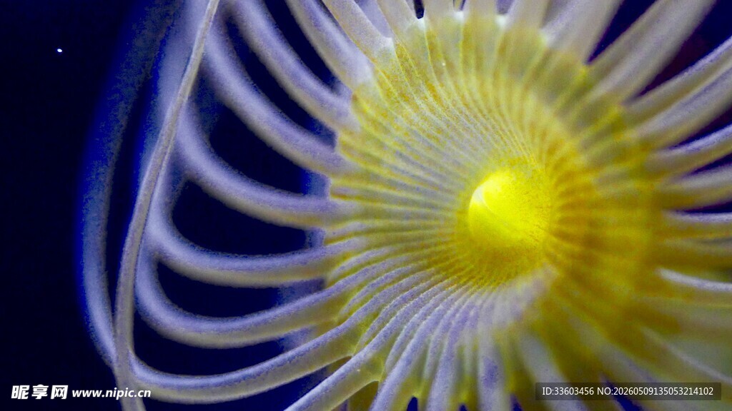 绚丽海葵绽放海洋之美