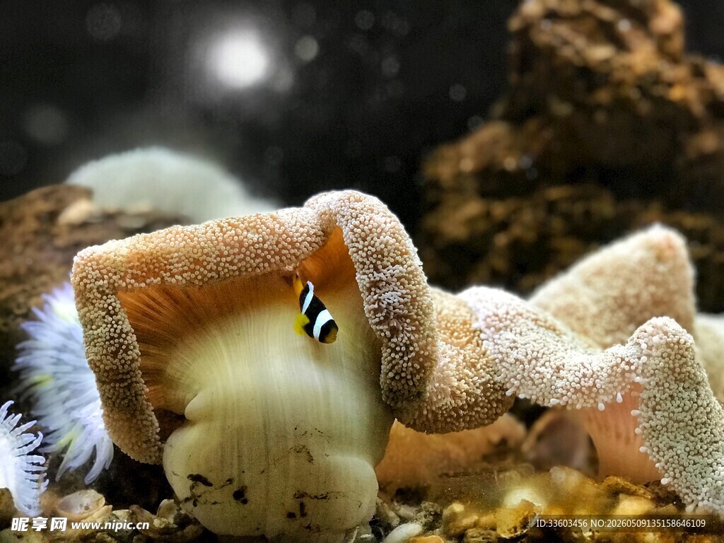 珊瑚