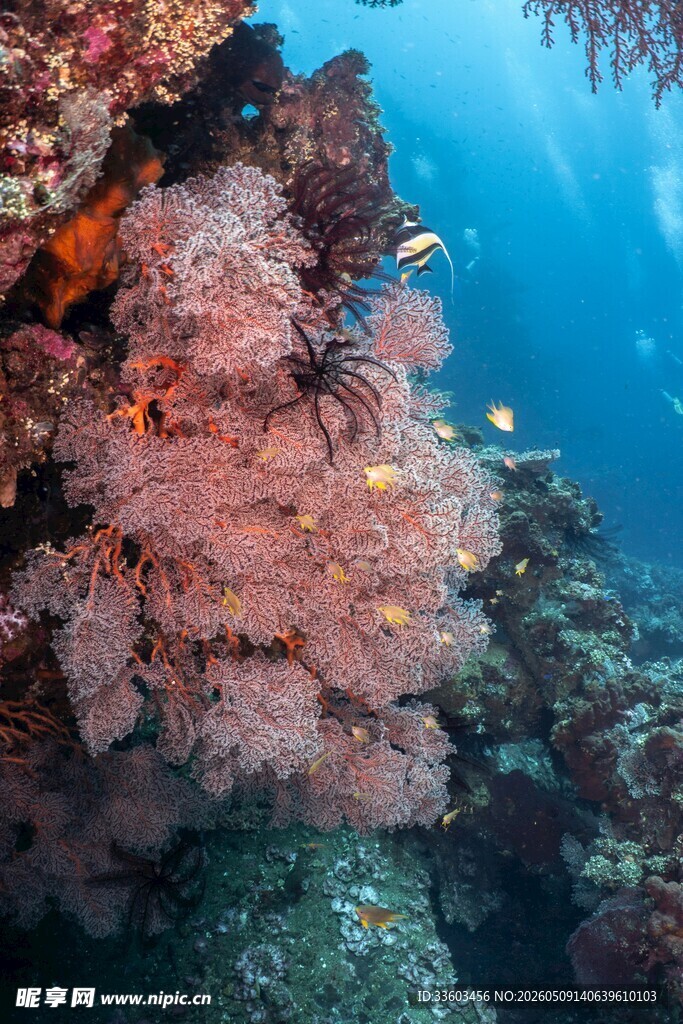 海底绚烂珊瑚景观
