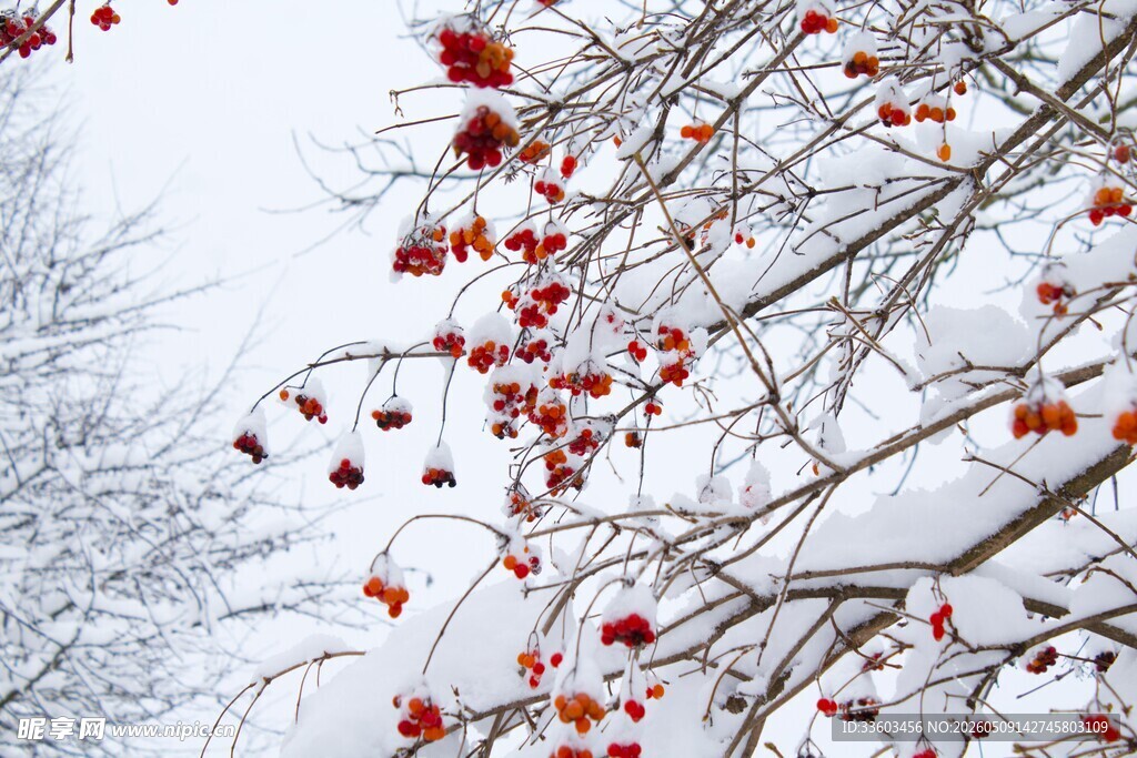 雪覆红果枝头美景