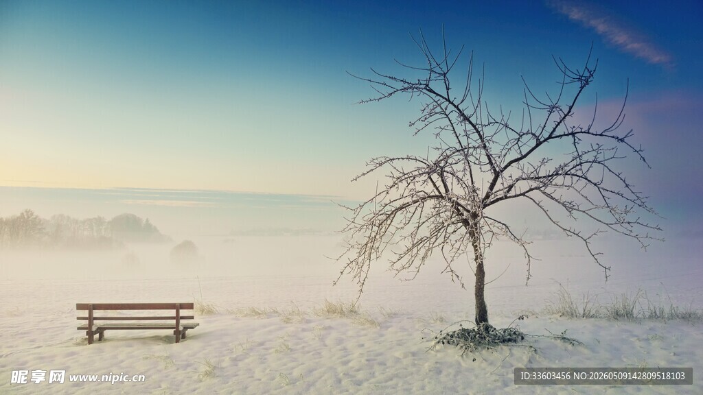 雪野孤树旁的静谧长椅